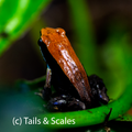 Mantella betsileo 'Brown'