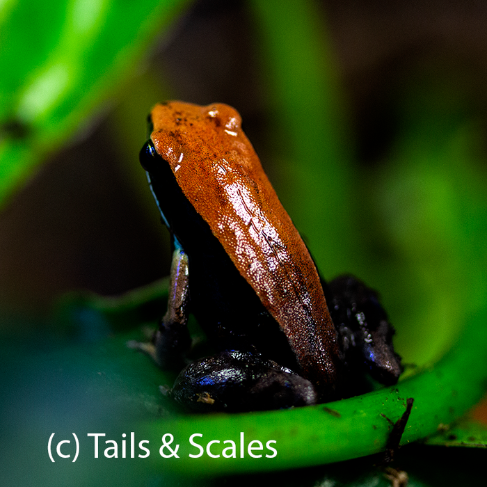 Mantella betsileo 'Brown'