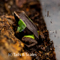 Mantella pulchra