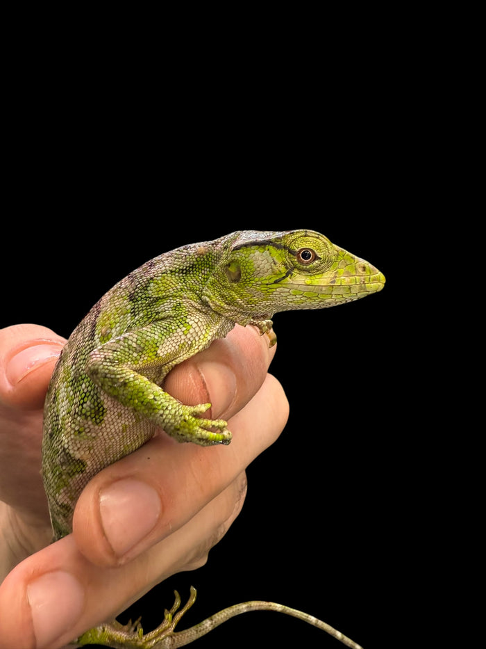 Monkey Anole
