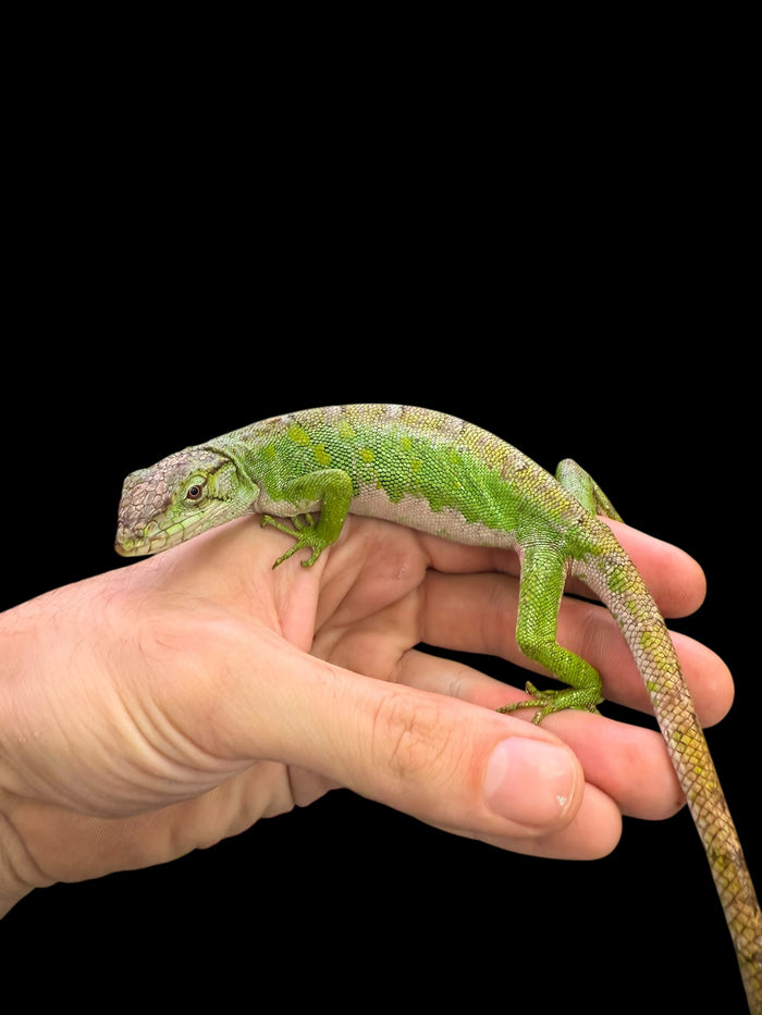 Monkey Anole