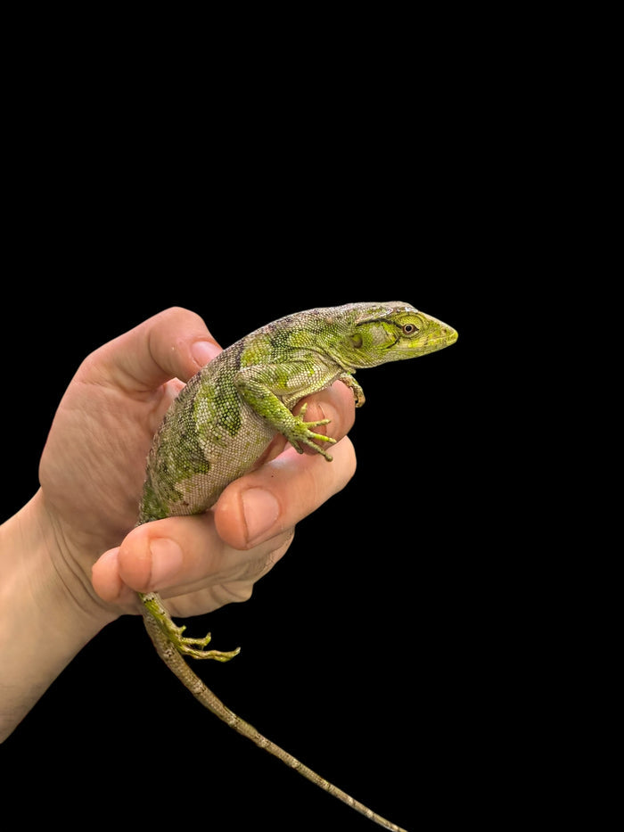 Monkey Anole