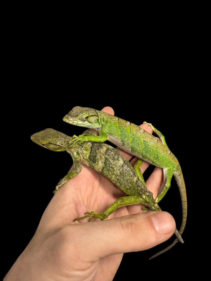 Monkey Anole