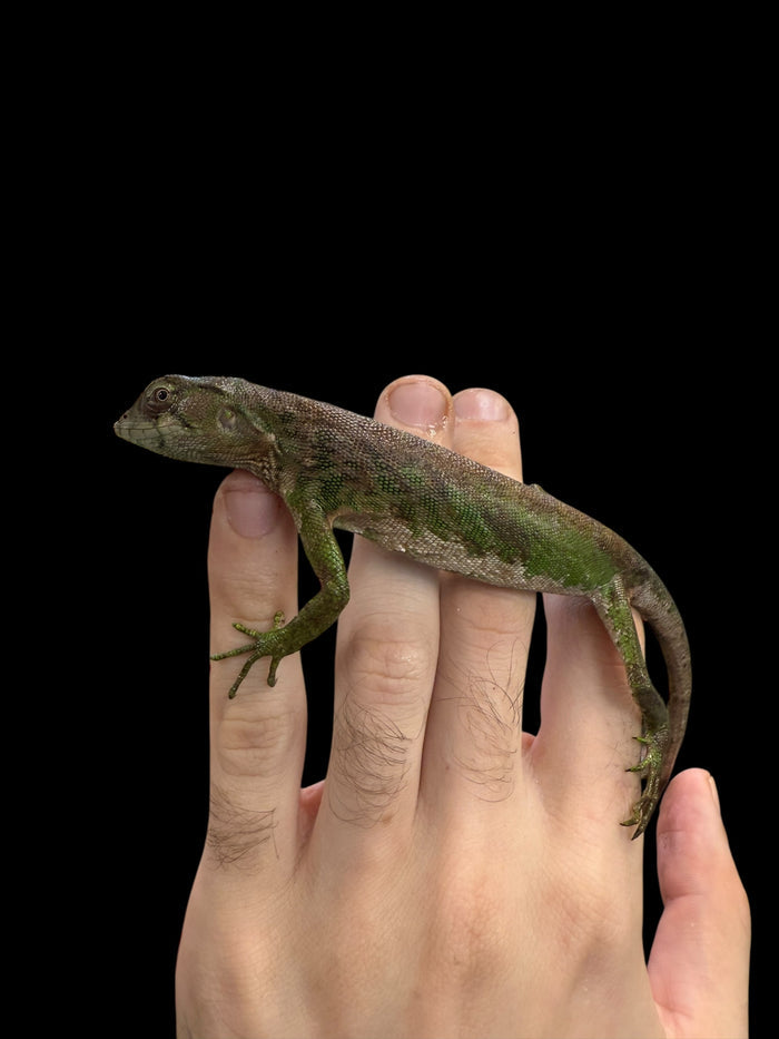 Monkey Anole