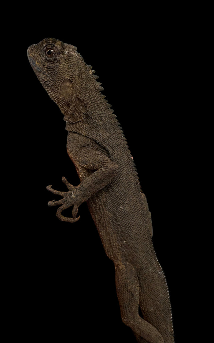 Mophead Iguana (Uranoscodon superciliosus)