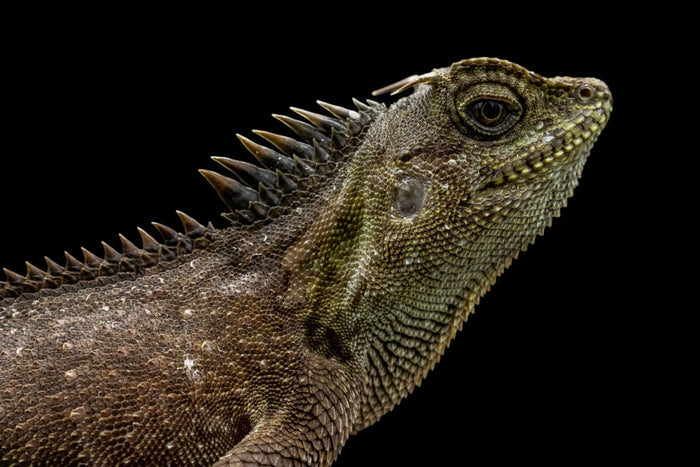 Mountain Horned Dragon (Acanthosaura capra)