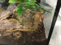 Mourning Gecko (Lepidodactylus lugubris) (Normal)