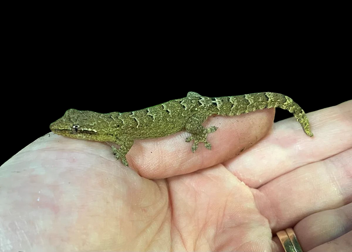 Mourning Gecko (Lepidodactylus lugubris) (Yellow Belly)