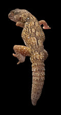 Namib Giant Ground Gecko (Chondrodactylus angulifer)