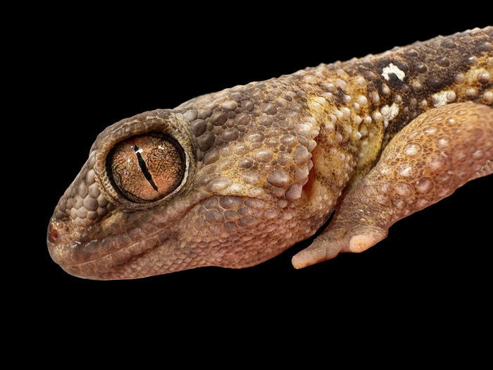 Namib Giant Ground Gecko (Chondrodactylus angulifer)
