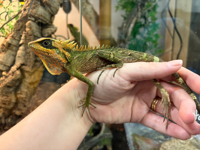 Natalia's Mountain Horned Dragon (Acanthosaura nataliae)