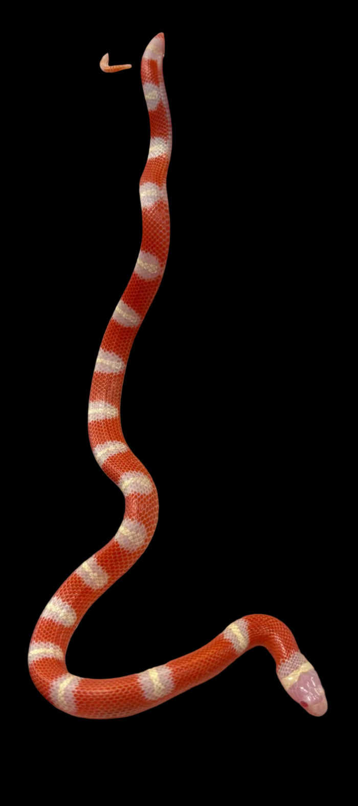 Nelson's Milksnake (T- Albino)