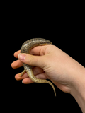 Ocellated Skink (Chalcides ocellatus)