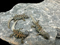 Ocellated Uromastyx (Uromastyx ocellata)