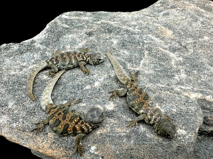 Ocellated Uromastyx (Uromastyx ocellata)