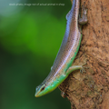 Olive Tree Skink