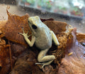 Phyllobates terribilis "Mint"