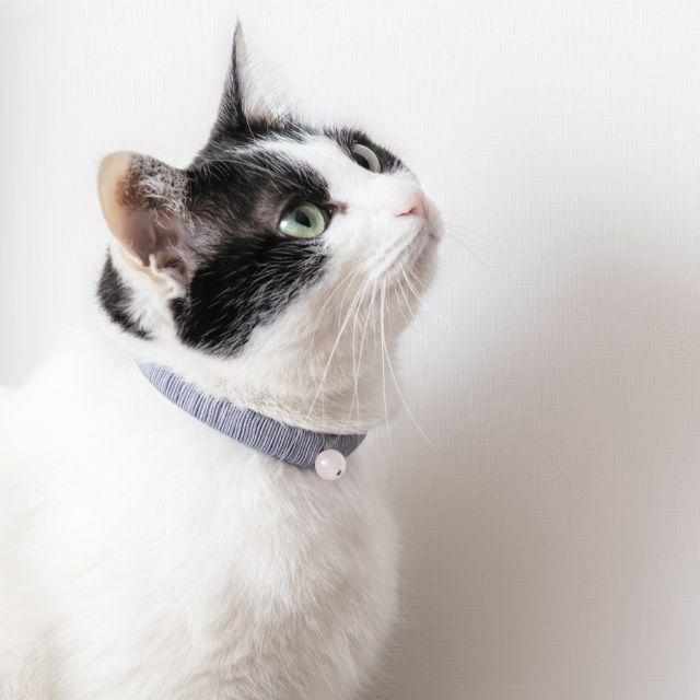 [PET SUPPLY] NECKLACE FOR CATS (COLLAR) GINKAKU | NAKANO ISUKE | KYOTO BUDDHIST BEADS
