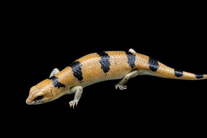 Peter’s Banded Skink (Scincopus fasciatus)
