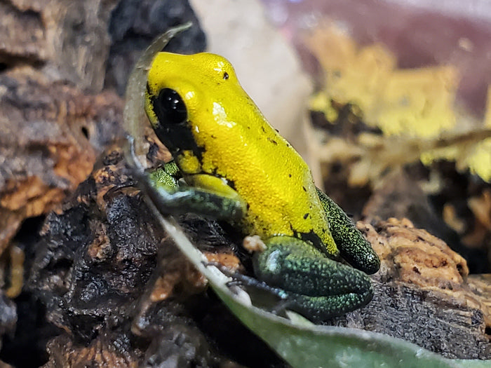Phyllobates Bicolor