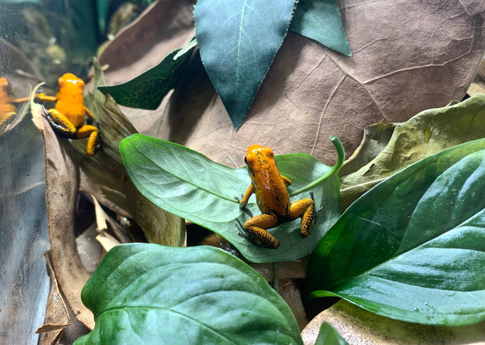 Phyllobates terribilis "Orange Black Foot"