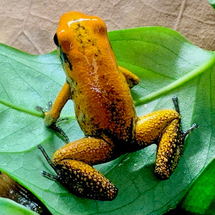 Phyllobates terribilis "Orange Black Foot"