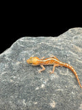 Pictus Gecko (Amel)