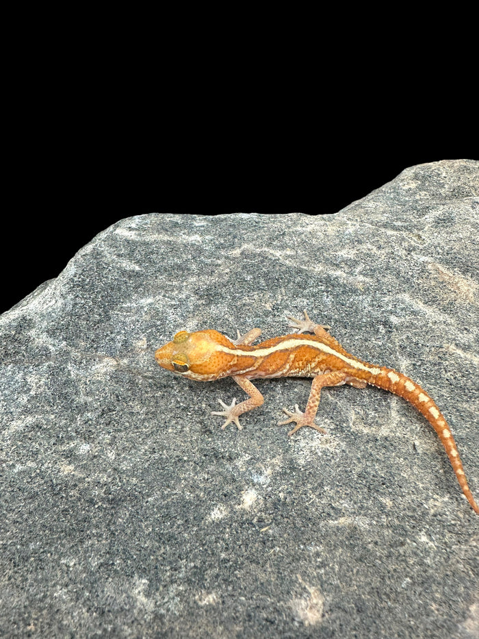 Pictus Gecko (Amel)