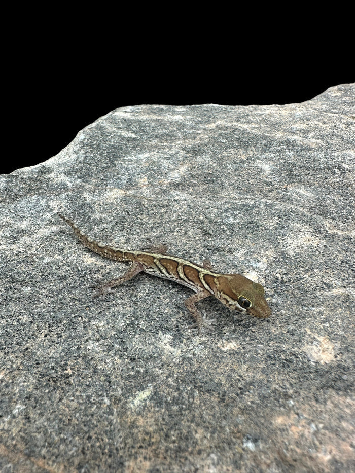 Pictus Gecko (Het Amel)