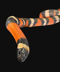 Pueblan Milksnake (Normal)