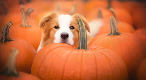 Pumpkin Love