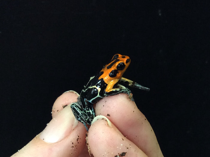 Ranitomeya fantastica 'Varadero'