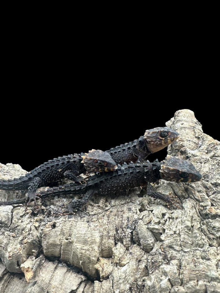 Red Eye Crocodile Skink (Tribolonotus gracilis)