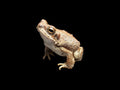 Red-spotted Toad (Anaxyrus punctatus)