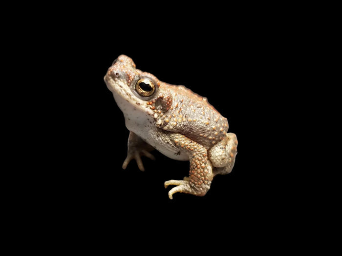 Red-spotted Toad (Anaxyrus punctatus)
