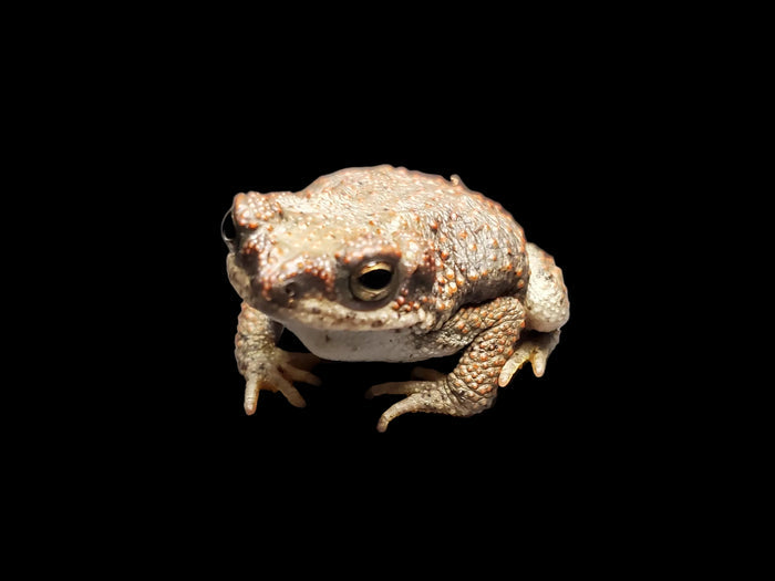 Red-spotted Toad (Anaxyrus punctatus)