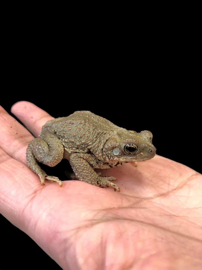 Red-spotted Toad (Anaxyrus punctatus)
