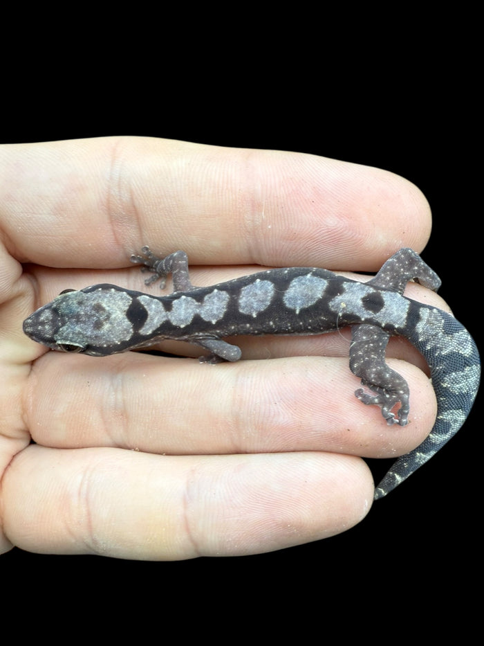 Robust Velvet Gecko (Nebulifera robusta)