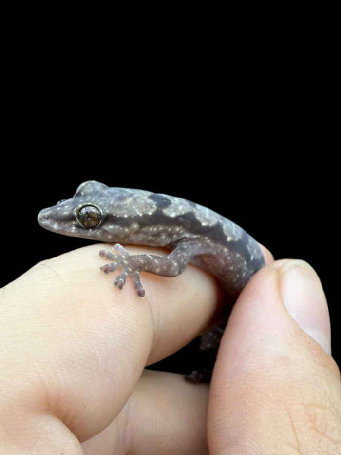 Robust Velvet Gecko (Nebulifera robusta)