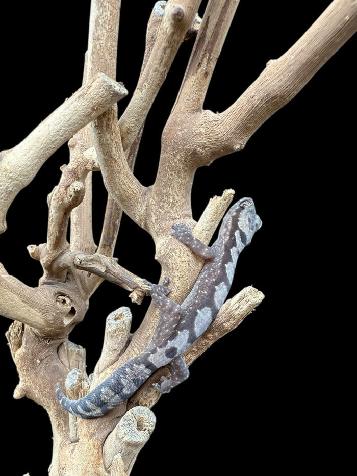 Robust Velvet Gecko (Nebulifera robusta)