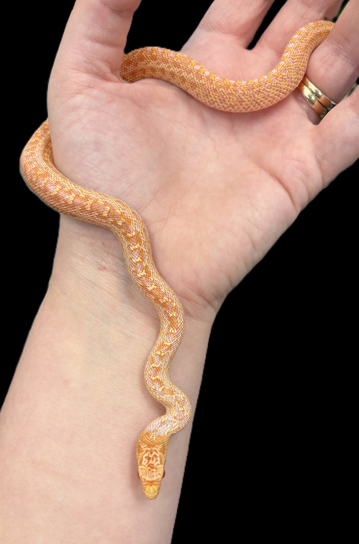 San Diego Gopher Snake (Albino)