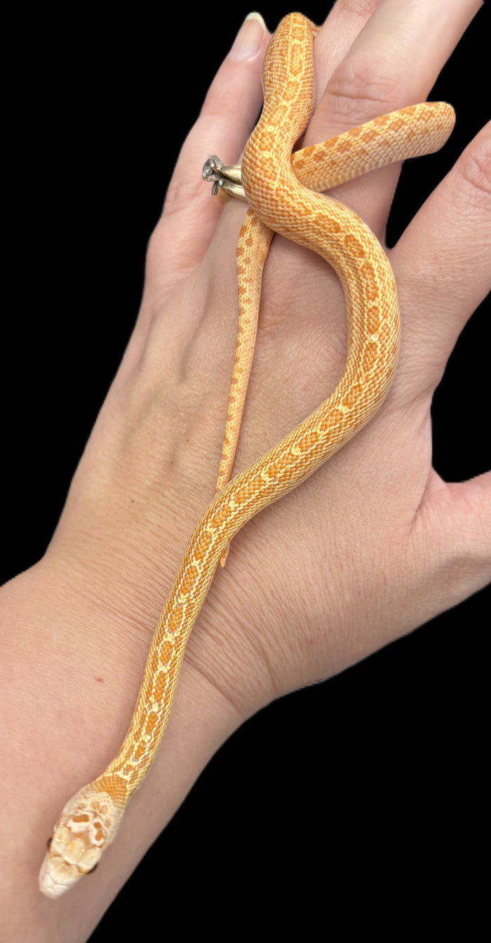 San Diego Gopher Snake (Albino)