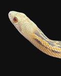San Diego Gopher Snake (Extreme Albino)