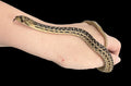 San Diego Gopher Snake (Normal)