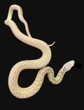 San Diego Gopher Snake (Snow)