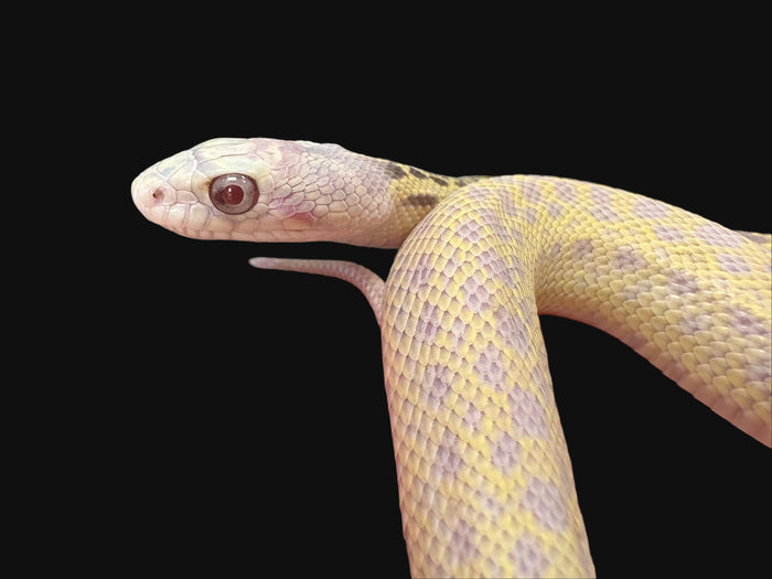 San Diego Gopher Snake (Snow)