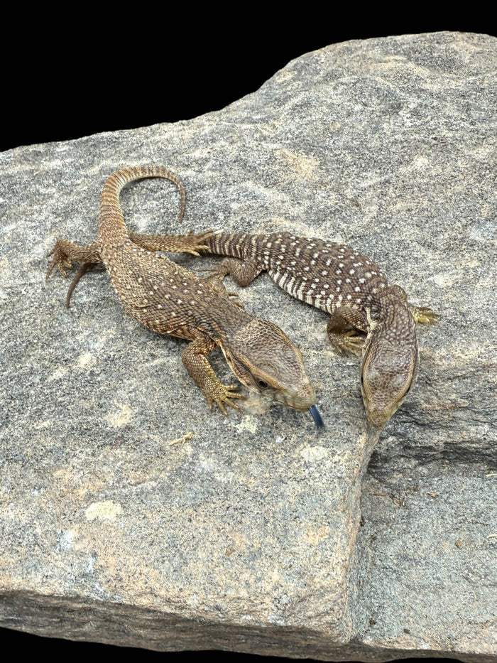 Savannah Monitor (Varanus exanthematicus)