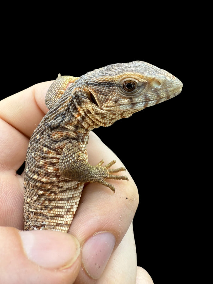 Savannah Monitor (Varanus exanthematicus)