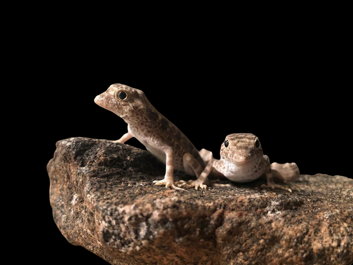 Scorpion Tail Gecko (Pristurus carteri)