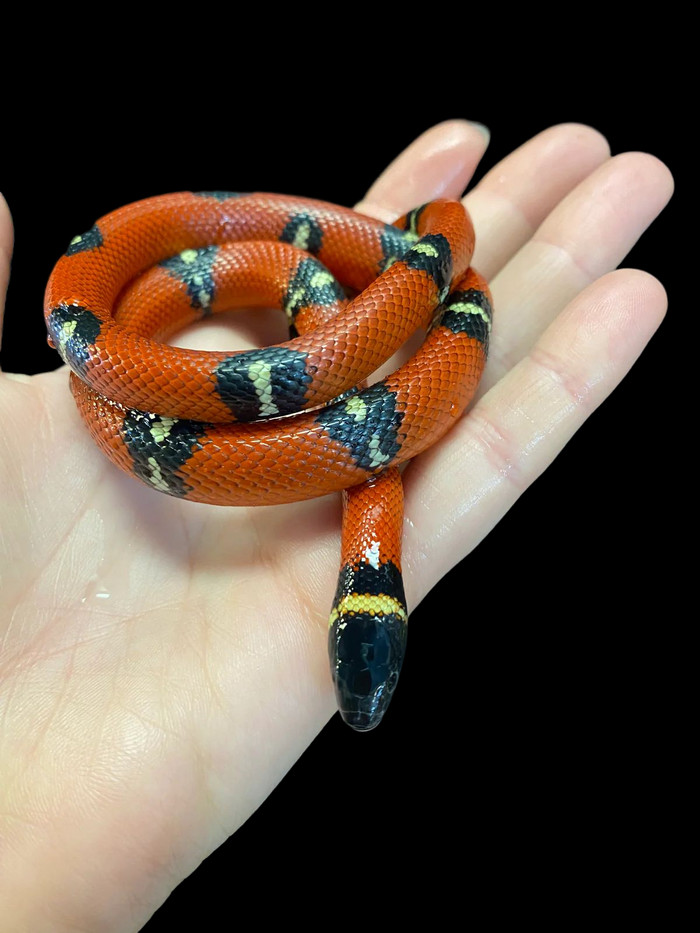 Sinaloan Milksnake (Normal)